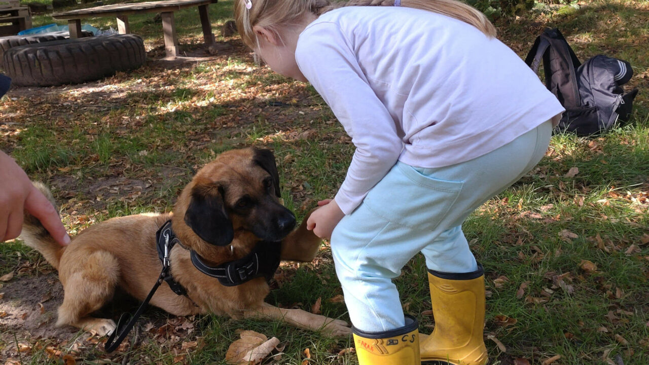 https://www.freie-schule-marburg.de/wp-content/uploads/FSM_Schulhund_Sammy_01-1280x720.jpg