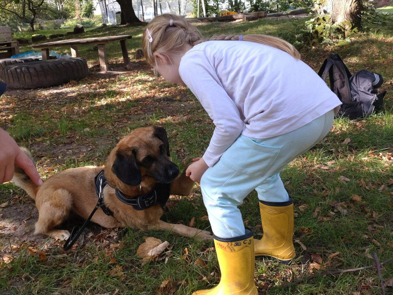 https://www.freie-schule-marburg.de/wp-content/uploads/FSM_Schulhund_Sammy_01-1280x960.jpg