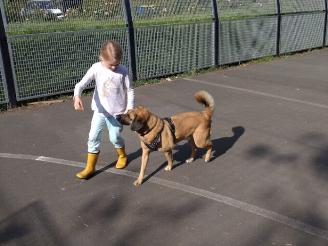FSM Schulhund Sammy